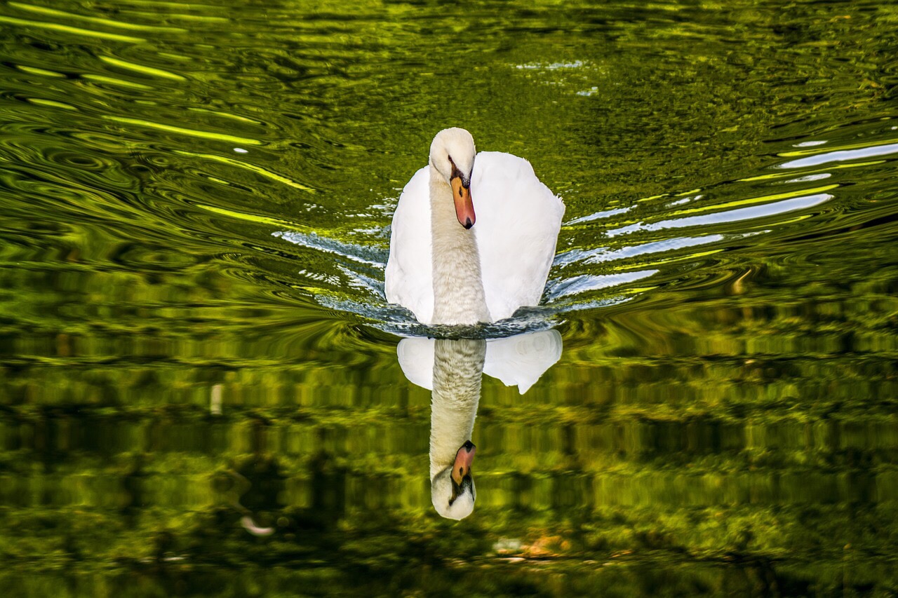 The Art of Contentment – Insights on Life